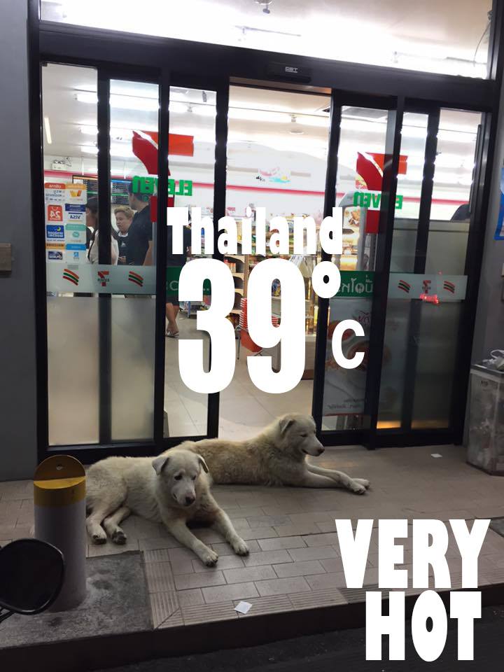Warm doggos chill near 7-Eleven stores in Thailand to ...