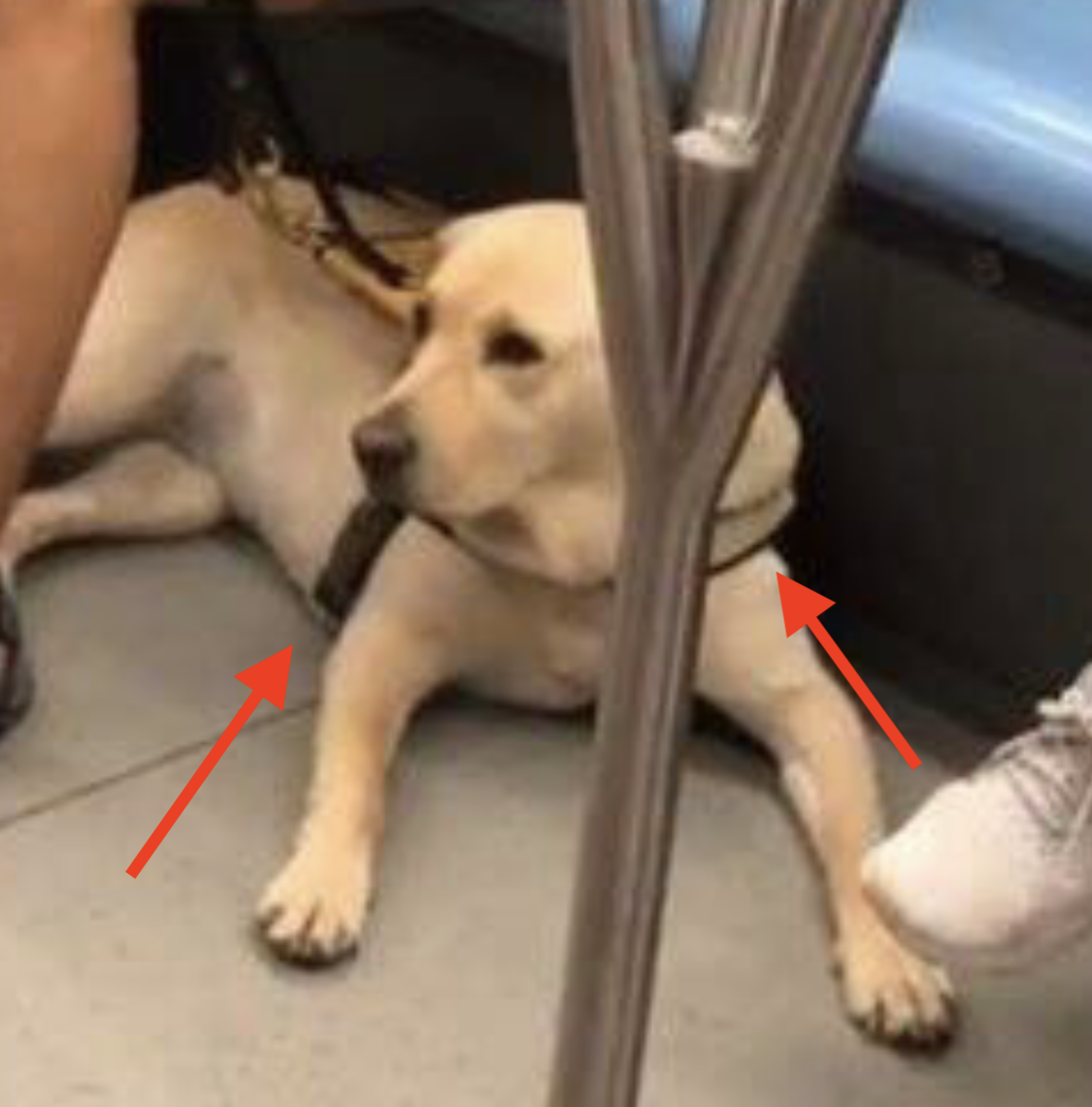 are dogs allowed on mrt singapore