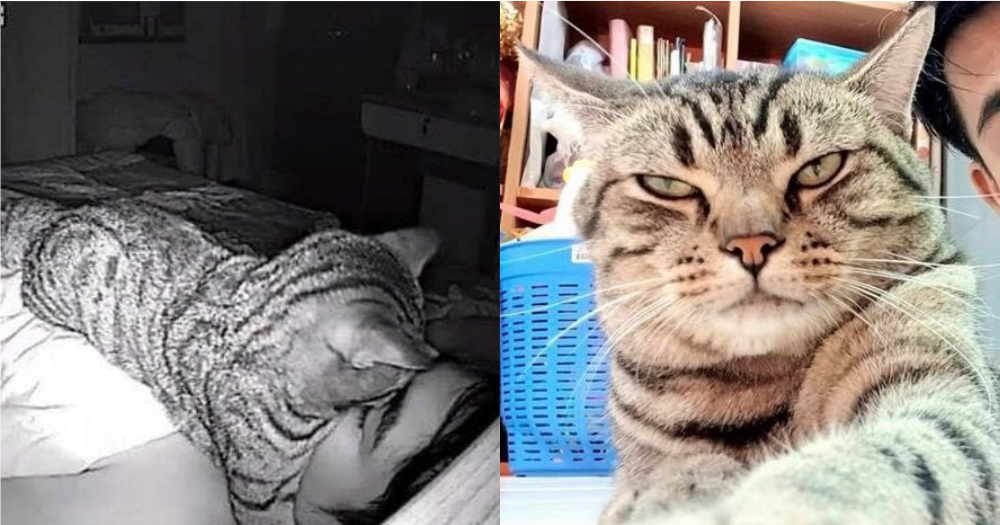 Thai man sleeping with breathing difficulty records loving cat sleeping