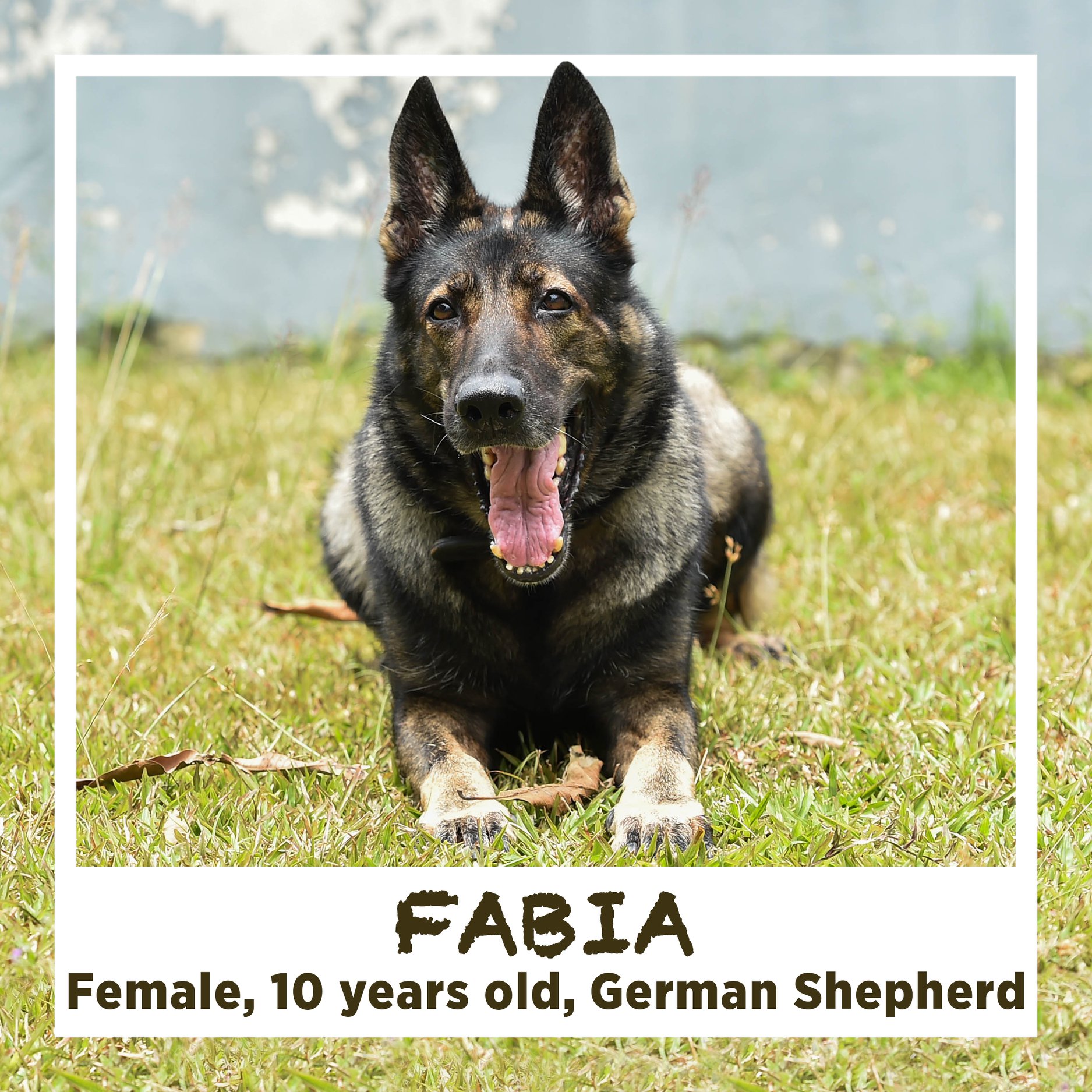 13 retired SAF military dogs looking for new home, adoption drive from