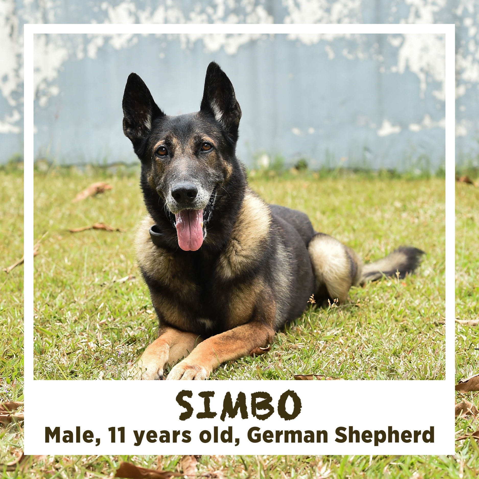 13 retired SAF military dogs looking for new home, adoption drive from