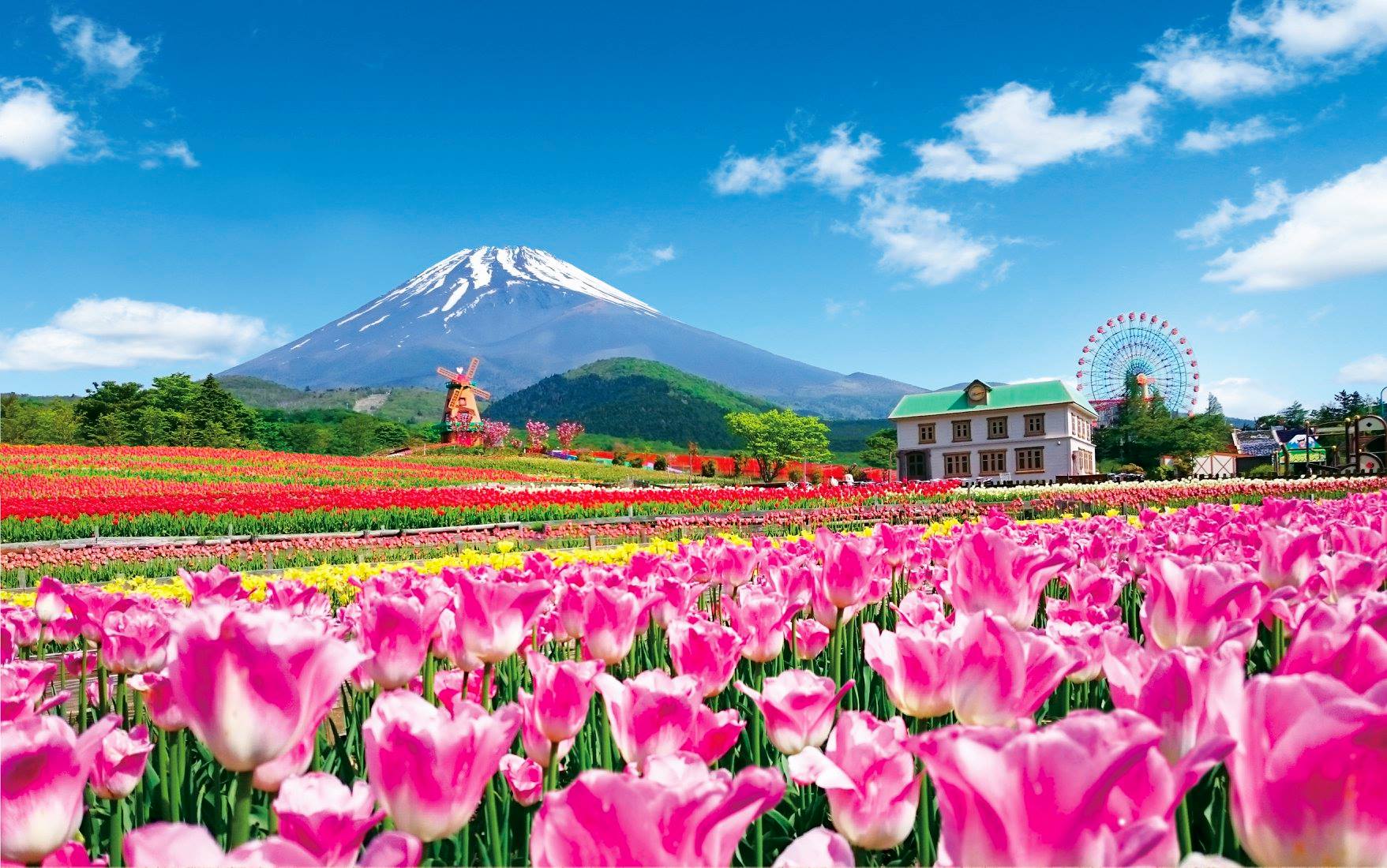 200,000 colourful tulips set against Mount Fuji backdrop in Japan from Apr.  20 to May 26, 2019  - News from Singapore, Asia and around  the world
