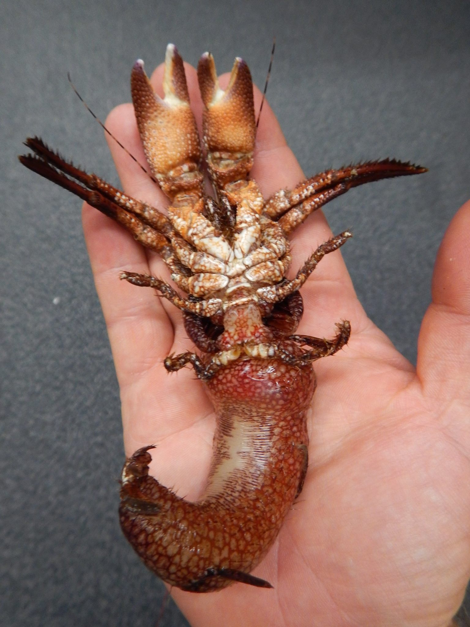 Resourceful hermit crab using creepy doll head as shell will haunt your