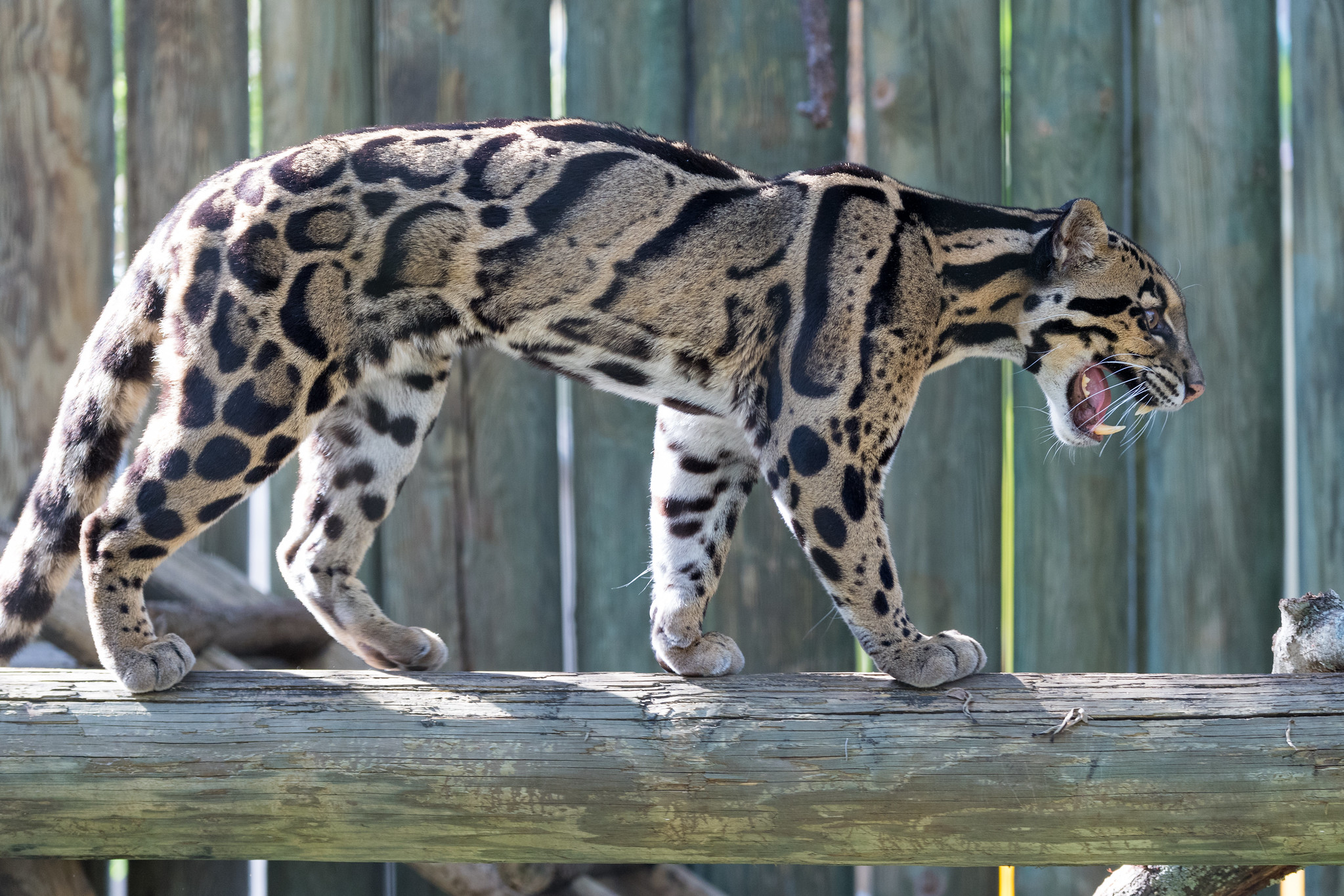 men-in-m-sia-smile-pose-with-dead-clouded-leopard-a-vulnerable