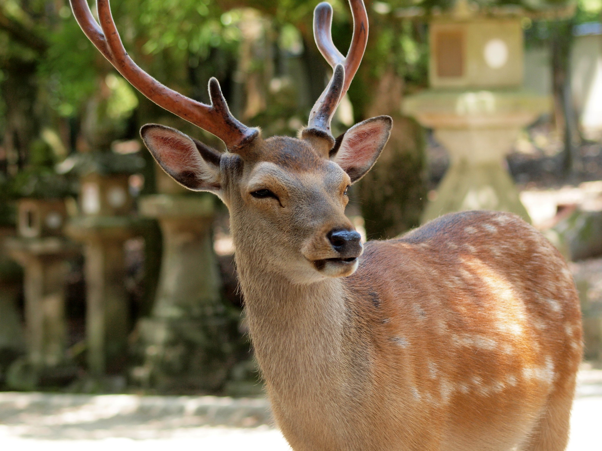 malnourished-nara-park-deer-in-japan-dies-with-3-2kg-of-plastic-in