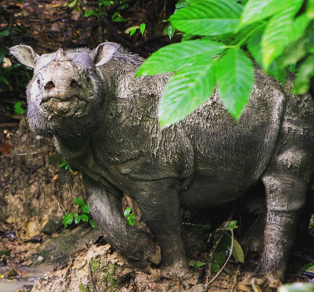 M'sia's last male Sumatran rhino dies, leaves behind lone female