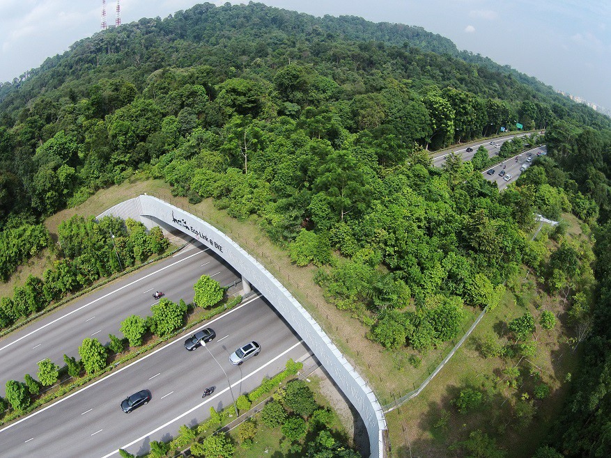 Photo of viral Netherlands ecobridge looks a lot like Bukit Timah Expressway ecobridge - Mothership.SG - News from Singapore, Asia and around the world