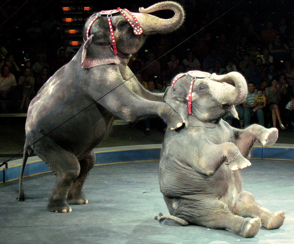 Circus in Germany replaces live animal performances with dazzling 3D ...
