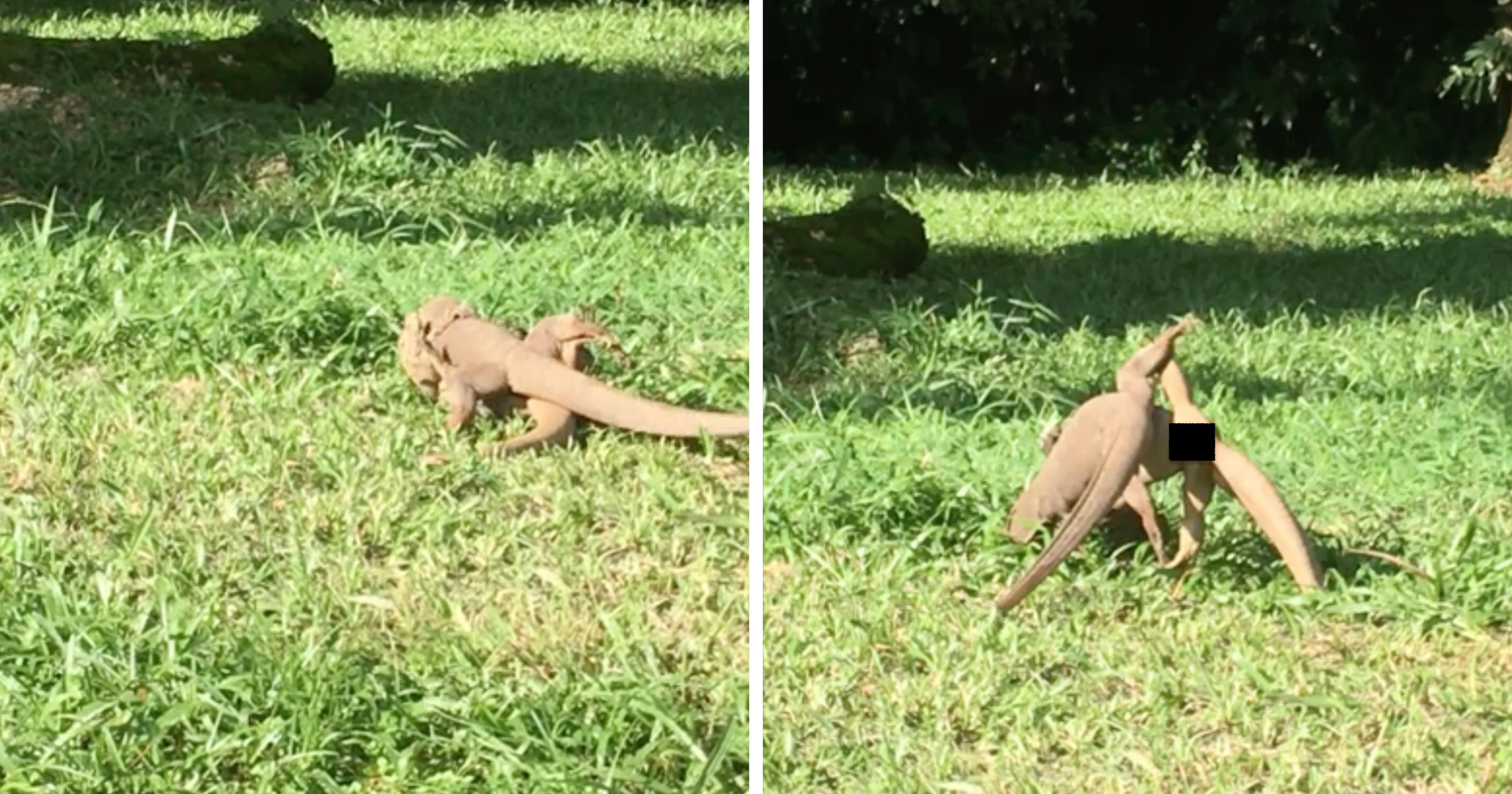 Concrete Lizard -  Singapore