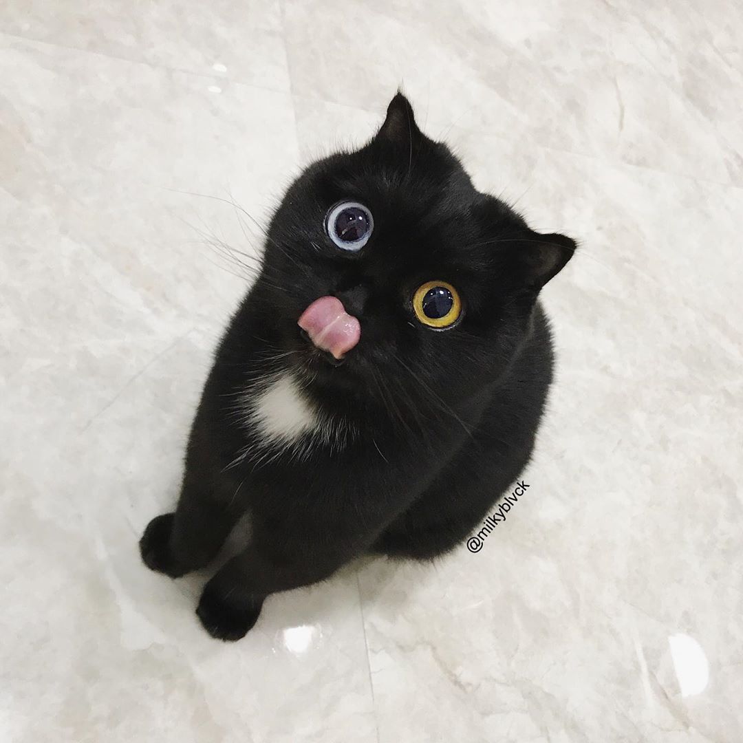 Internet goes crazy over adorable odd-eyed black cat named \'Milk ...