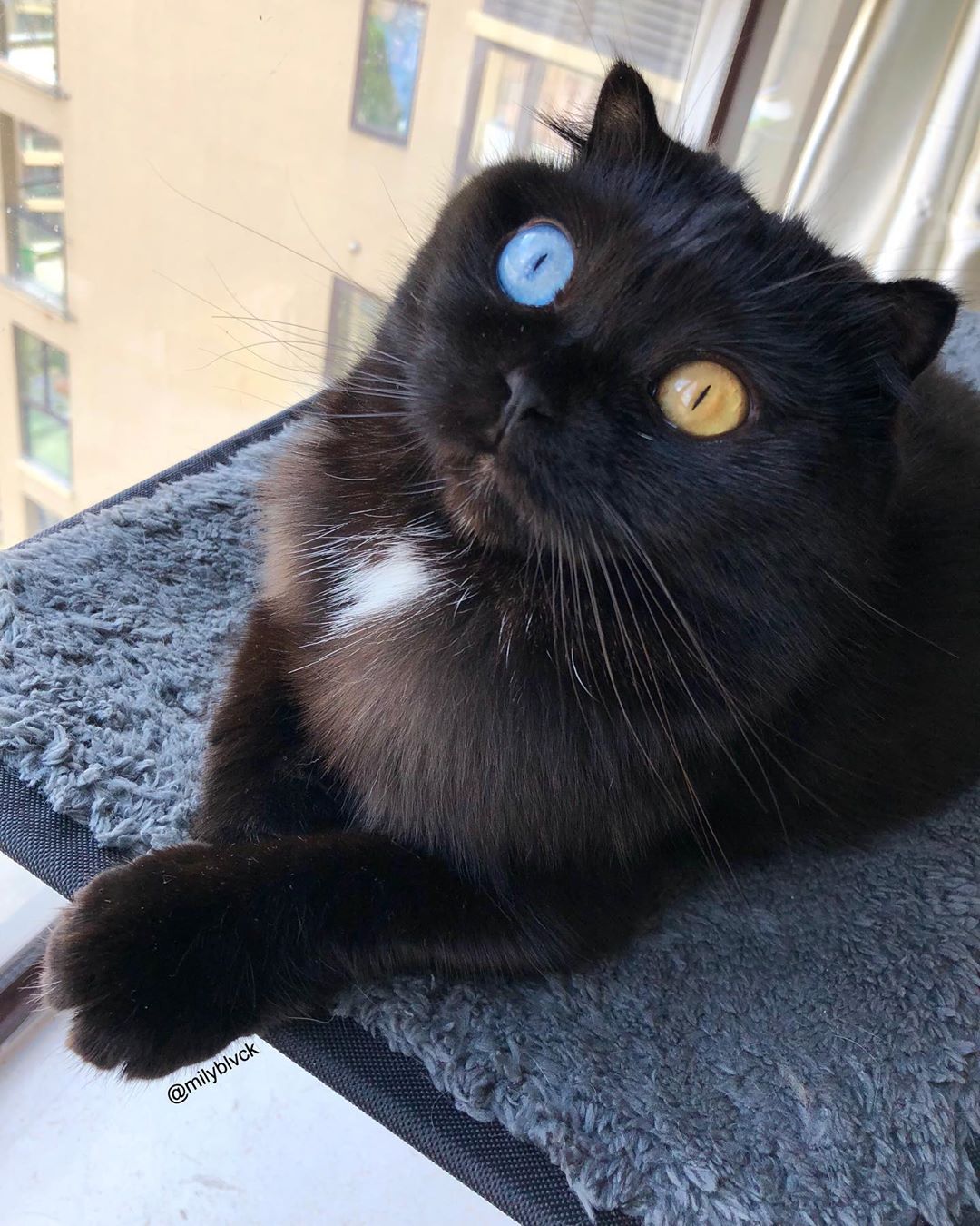 orange eyed black cat