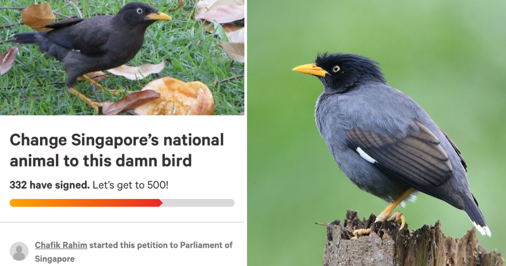 Petition to change S'pore's national animal to mynah as 'Sang Nila Utama  likely didn't see a lion'  - News from Singapore, Asia and  around the world
