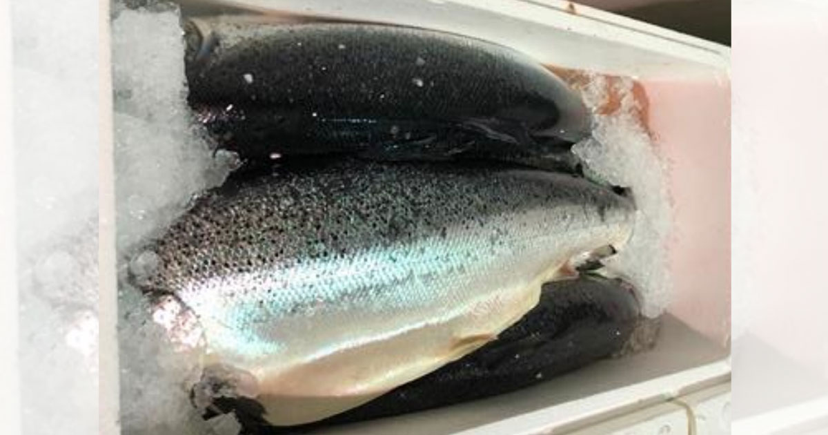 s-pore-food-agency-recalls-norwegian-salmon-after-diarrhoea-causing