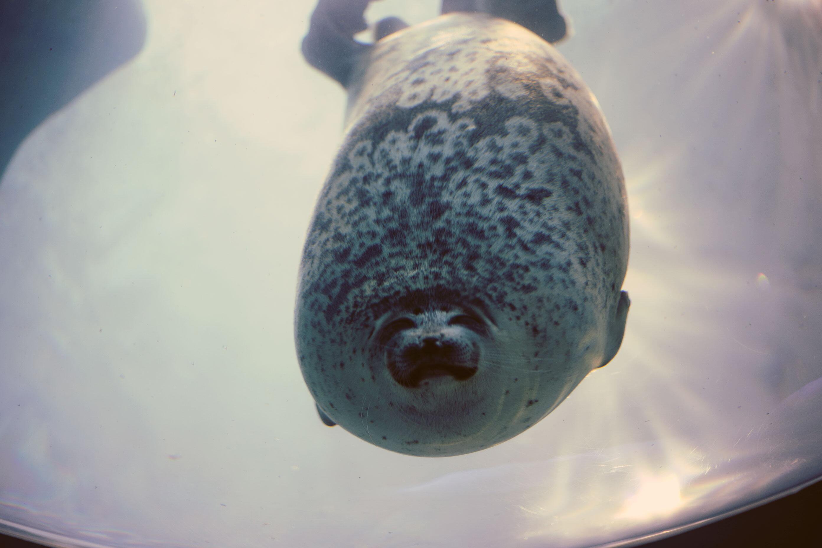 chubby seal yuki soft fluffy big cushion