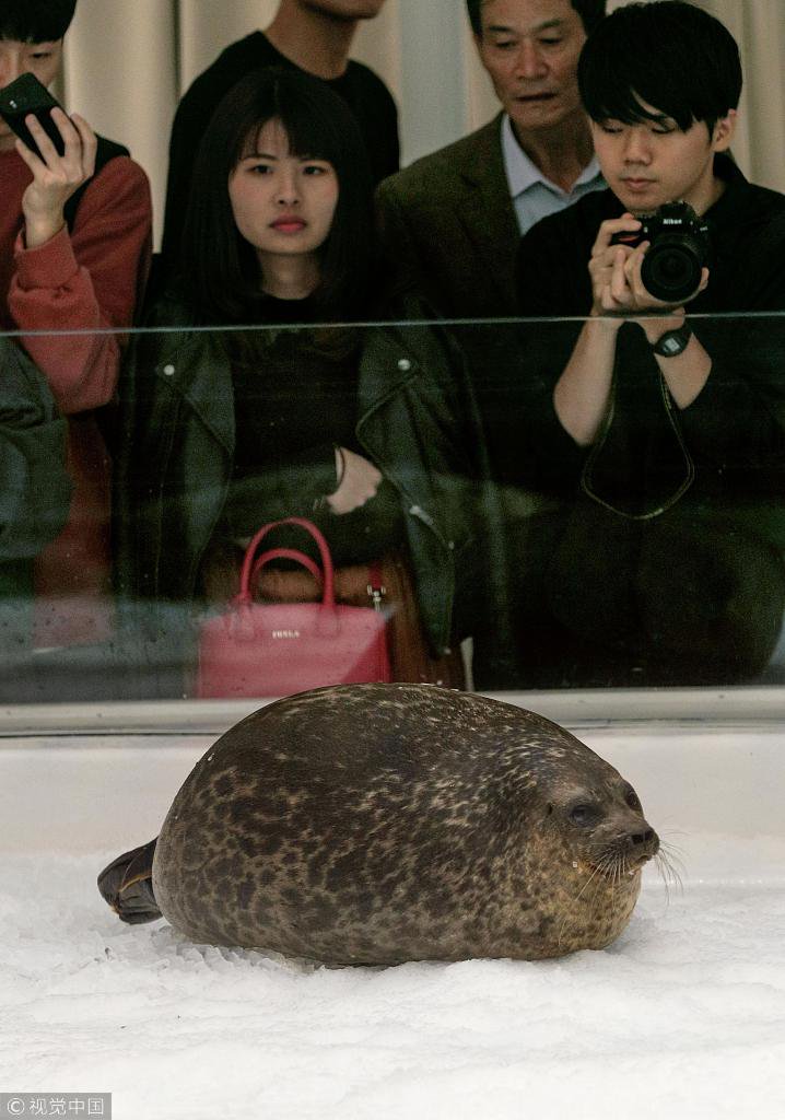 yuki seal plush