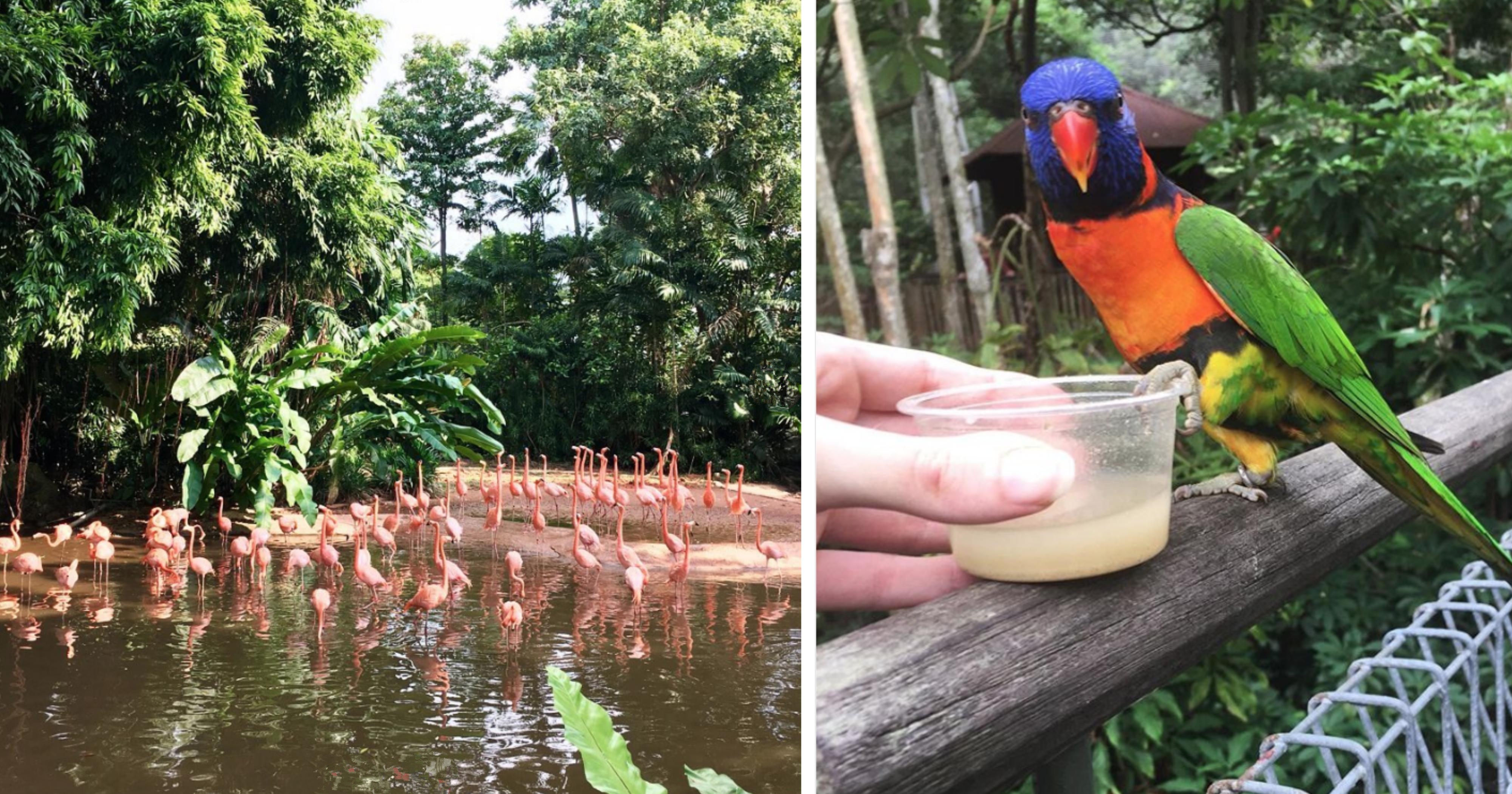 Free Entry To Jurong Bird Park For S Pore Residents From Sept 6 15 2019 Mothership Sg News From Singapore Asia And Around The World