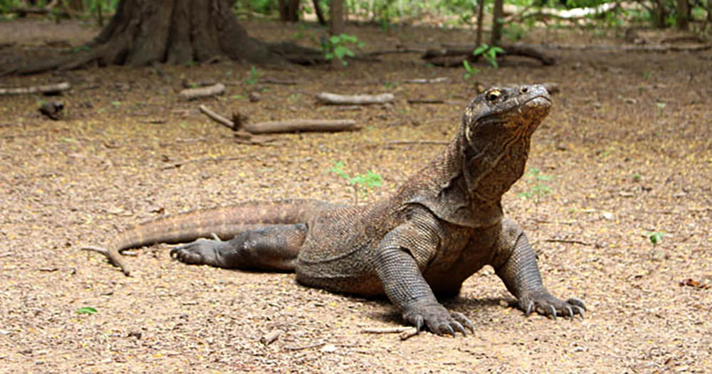 Indonesia to close Komodo island - Mothership.SG - News from Singapore ...