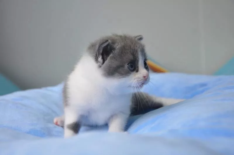 Chinese Man Heartbroken By Pet Cat s Death Kept Its Body In Fridge Cloned It For S 48 000 