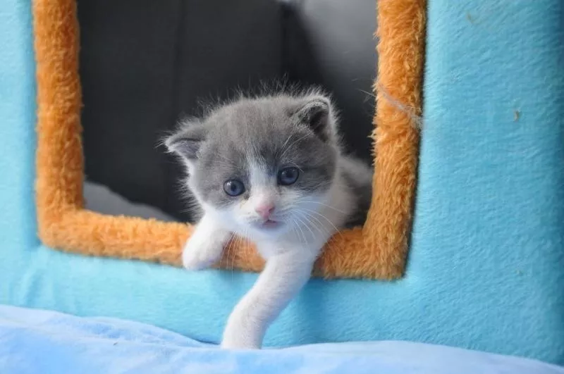 Chinese Man Heartbroken By Pet Cat s Death Kept Its Body In Fridge Cloned It For S 48 000 