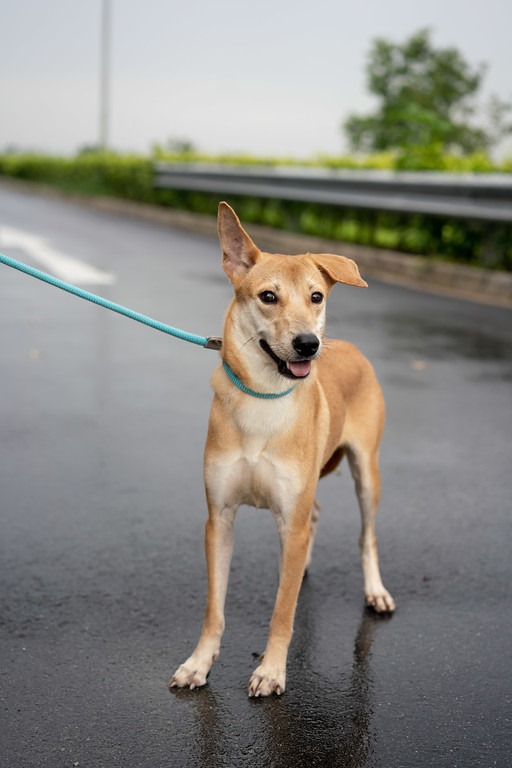 Pet Popup weekend market at Tampines Hub on Sept. 8, 2019 has doggos