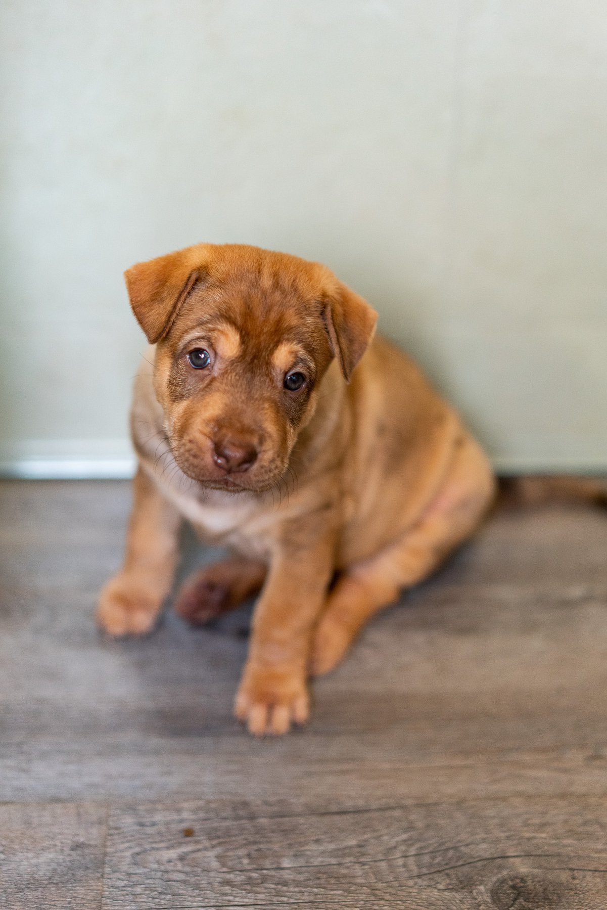 Stray mummy dog & puppies rescued from Tuas site are looking for