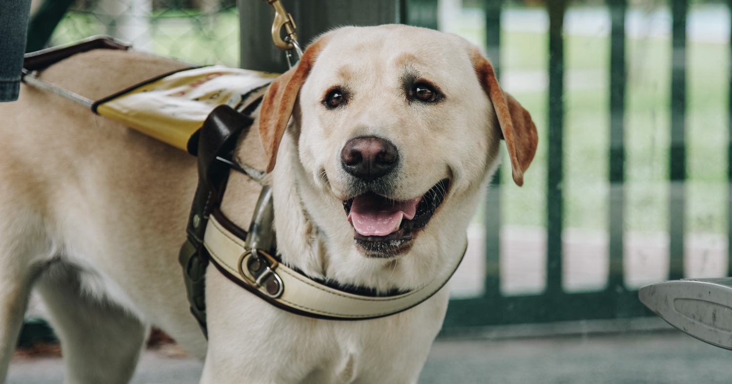 Clare, a specially trained 4-year-old guide dog in S'pore, has gone ...