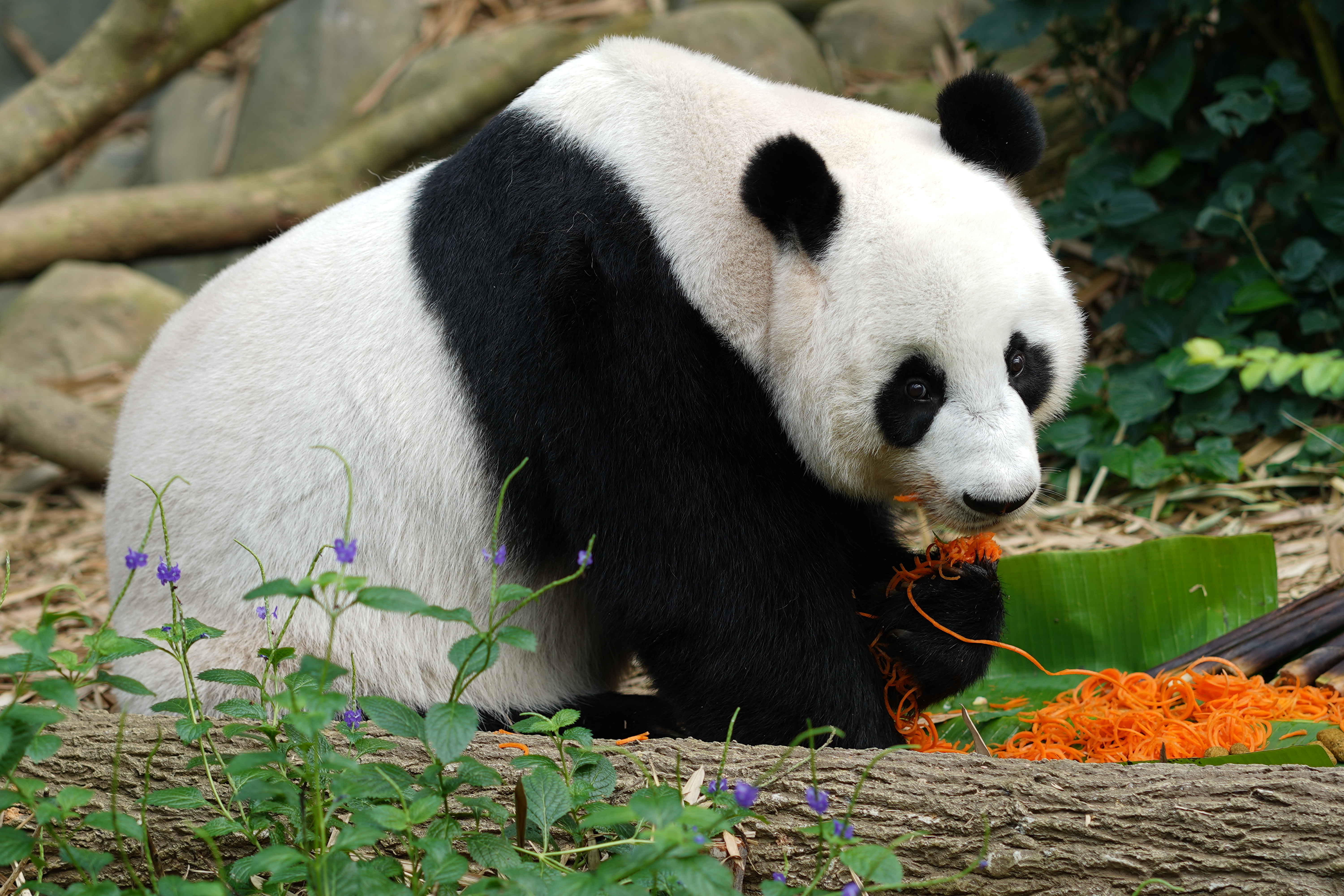 panda bun river safari