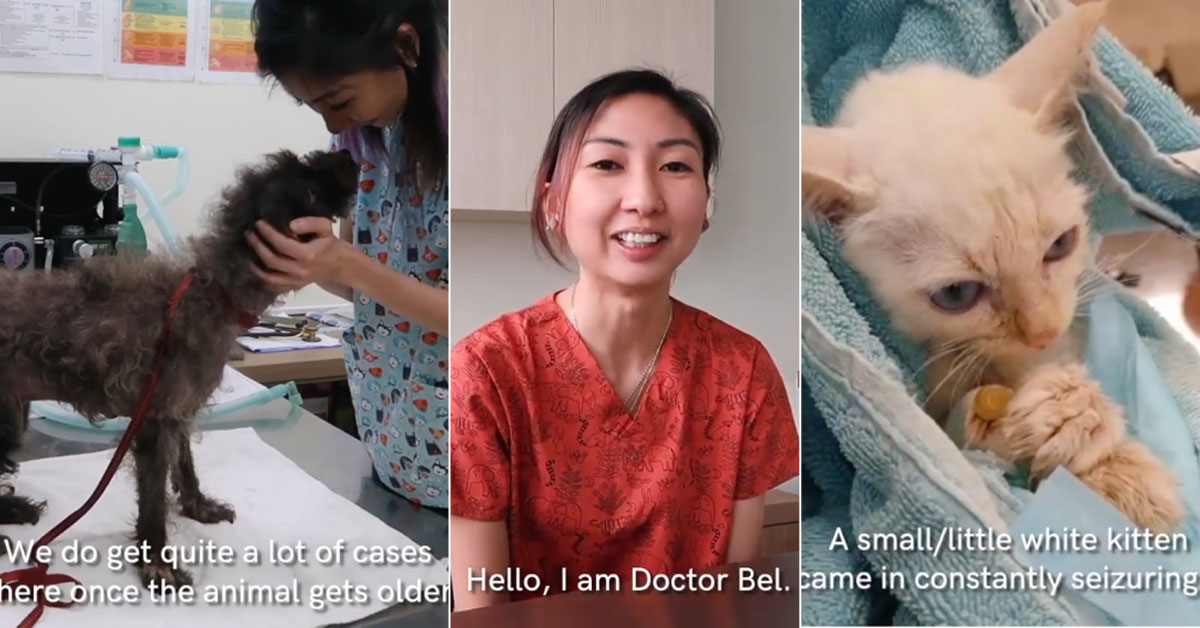 SPCA only full-time vet sees 25 to 35 animals daily, shares  behind-the-scenes details  - News from Singapore, Asia and  around the world