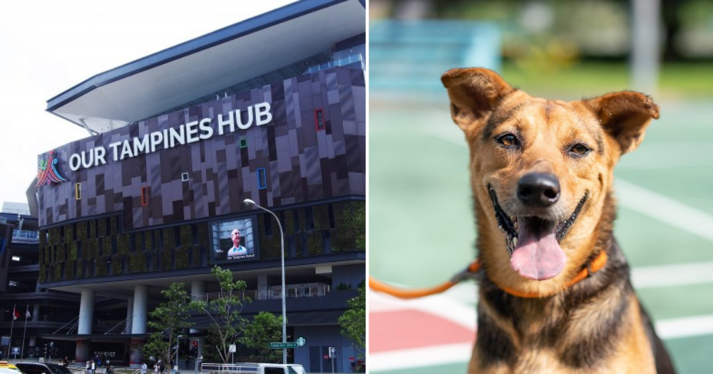 Pet Popup weekend market at Tampines Hub on Sept. 8, 2019 has doggos