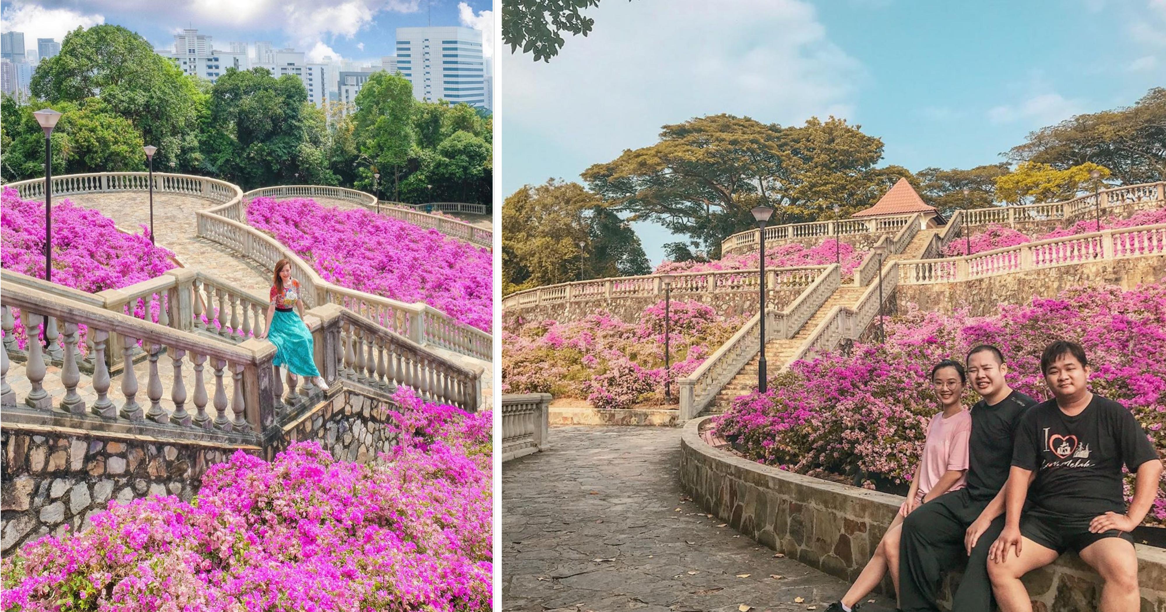Telok Blangah Hill Park covered in a pink explosion of ...