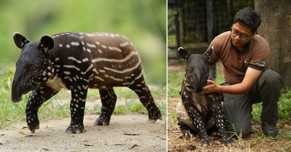 S'pore Night Safari welcomes precious striped & spotted baby tapir -   - News from Singapore, Asia and around the world