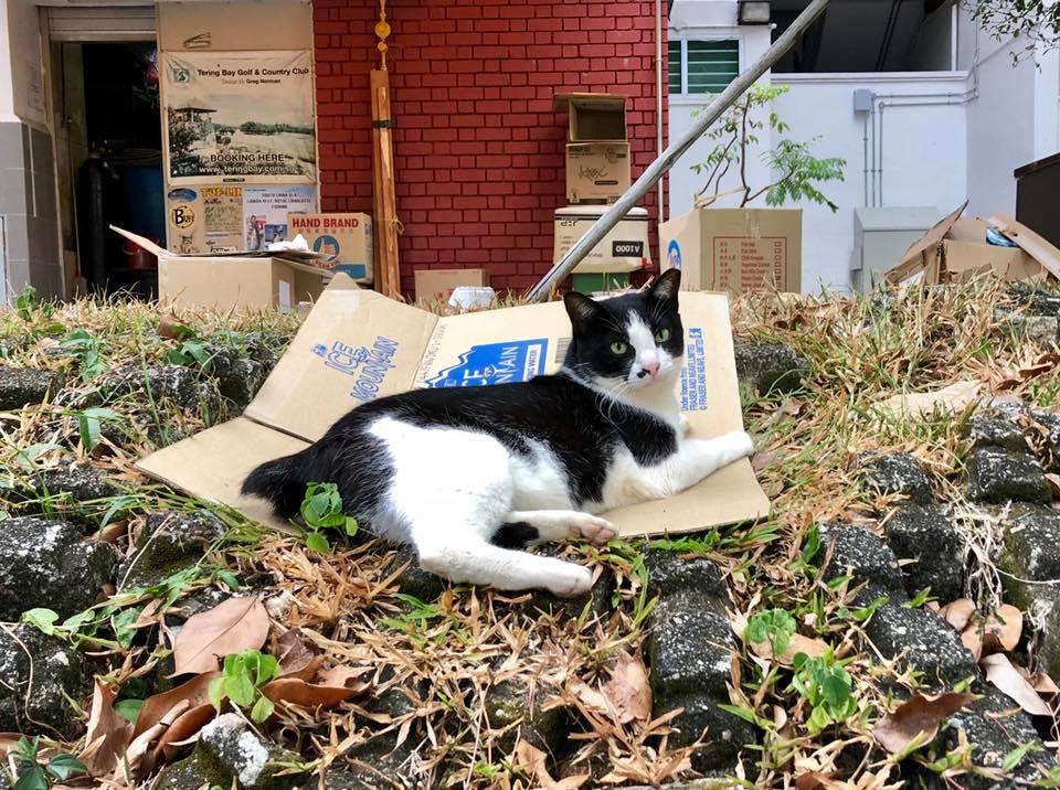 Changi Village cat