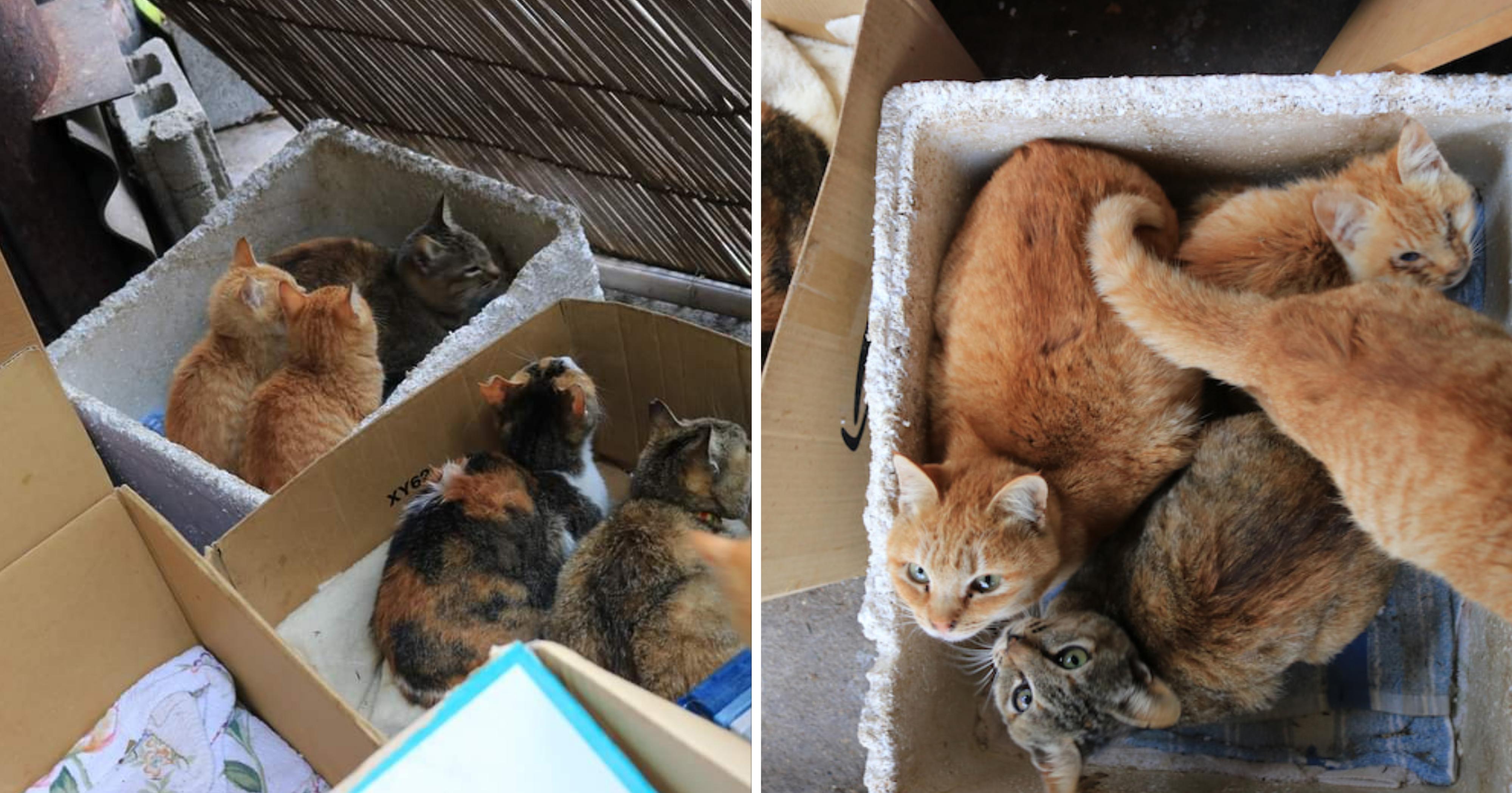 Kitties on Okishima cat island, & other cat islands, are safe from Typhoon  Hagibis  - News from Singapore, Asia and around the world