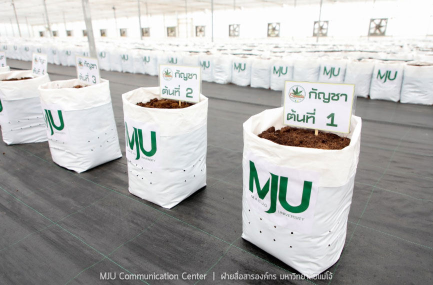 Marijuana plants grown in Maejo University in Thailand