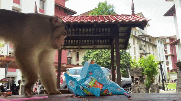 Monkey eats the snacks on the table after girls run away