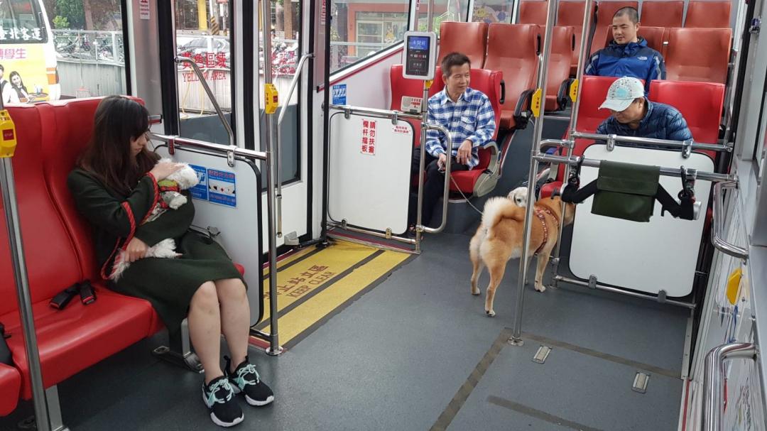 are dogs allowed on buses singapore
