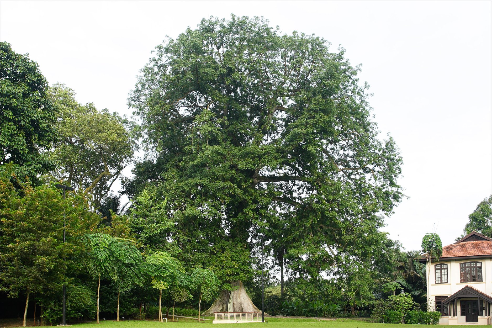 kapok tree singapore botanic gardens