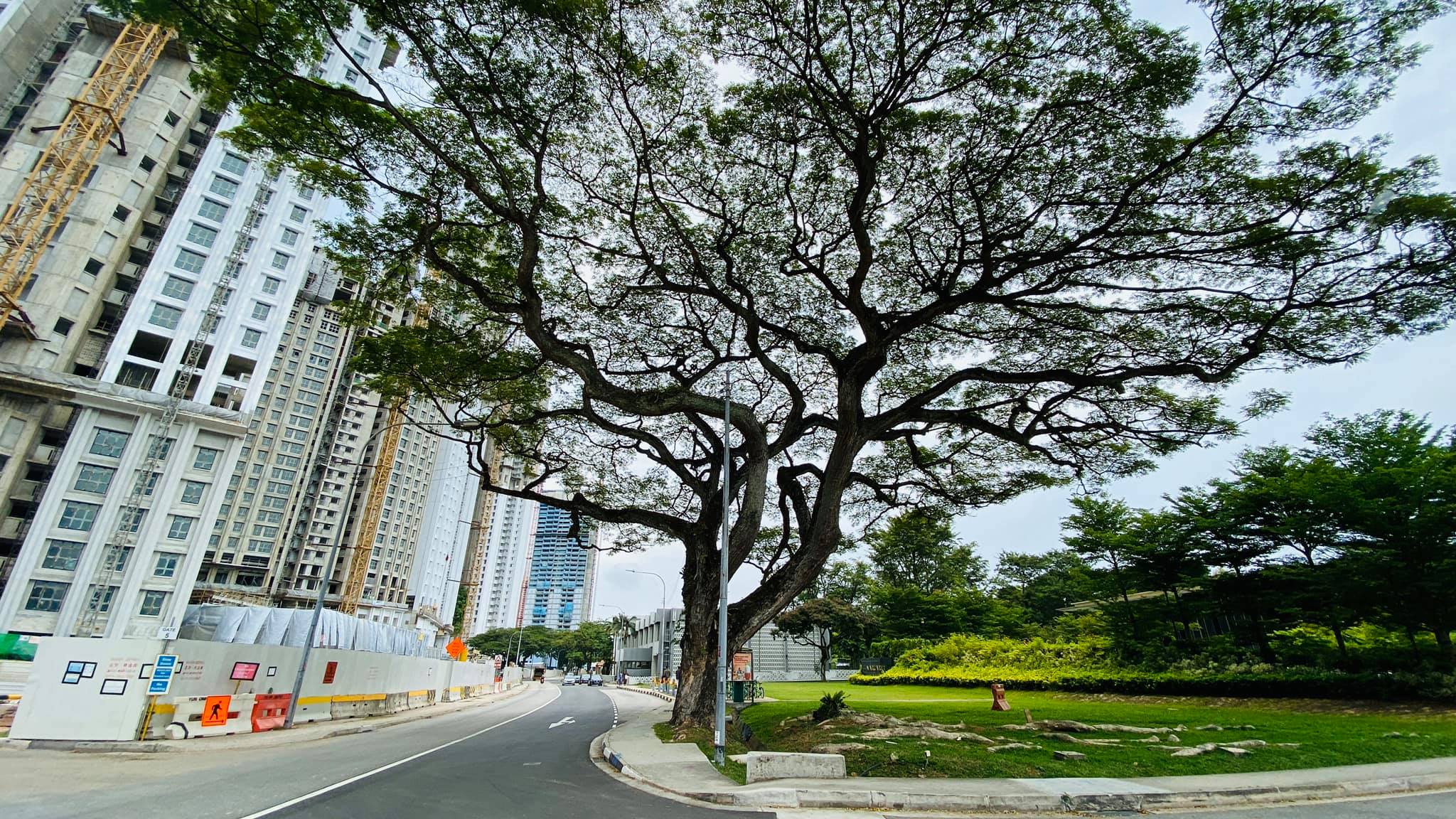 rain trees margaret drive