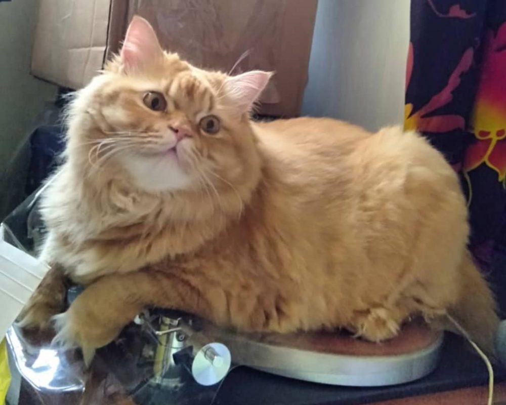 Missing fluffy orange cat last seen along Upper Changi Road, owner ...