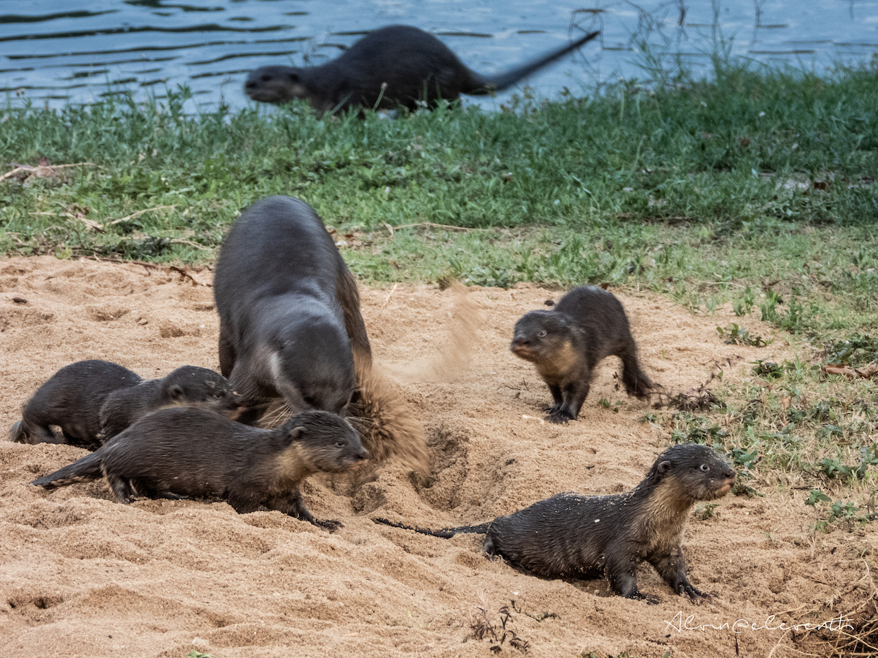 bishan otters new pups 6 gen