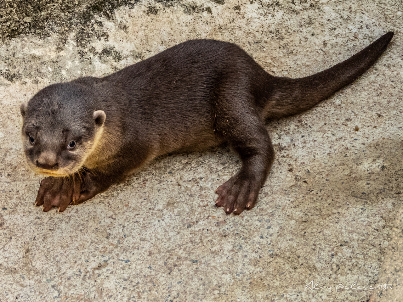 bishan otters new pups 6 gen