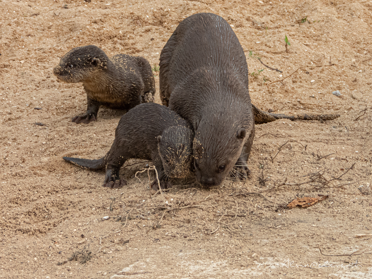 bishan otters new pups 6 gen