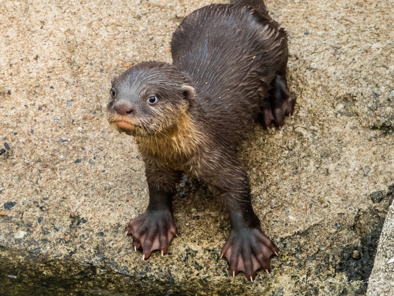 bishan otters new pups 6 gen