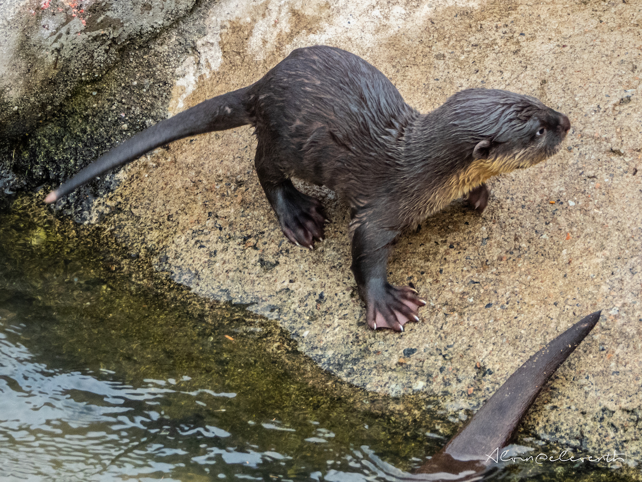 bishan otters new pups 6 gen