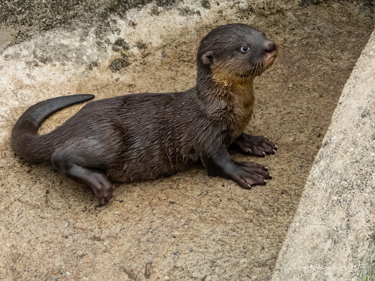 bishan otters new pups 6 gen