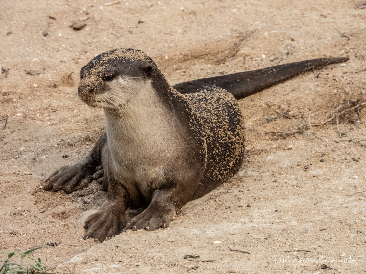 bishan otters new pups 6 gen