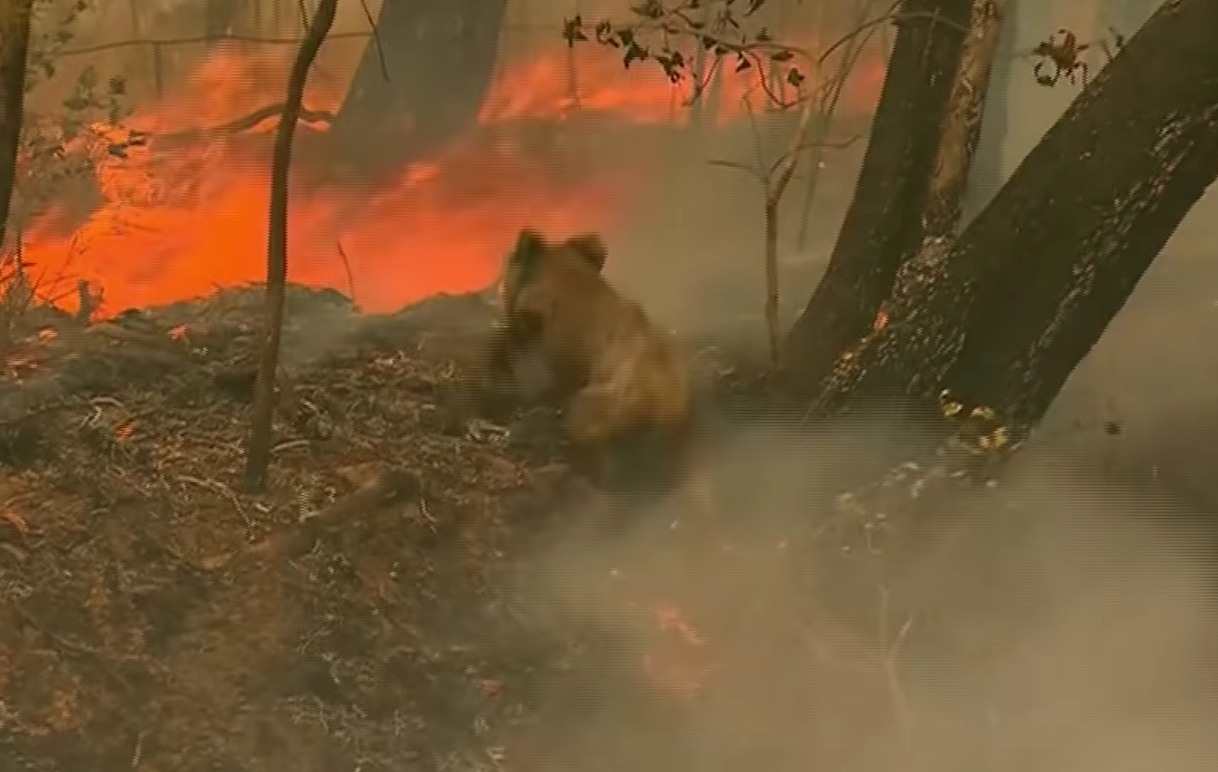 koala australia fire