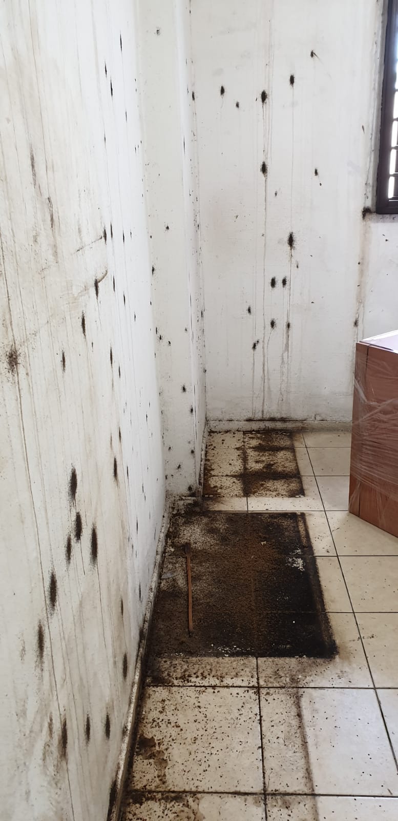 Bedbug infestation in a flat in Chinatown