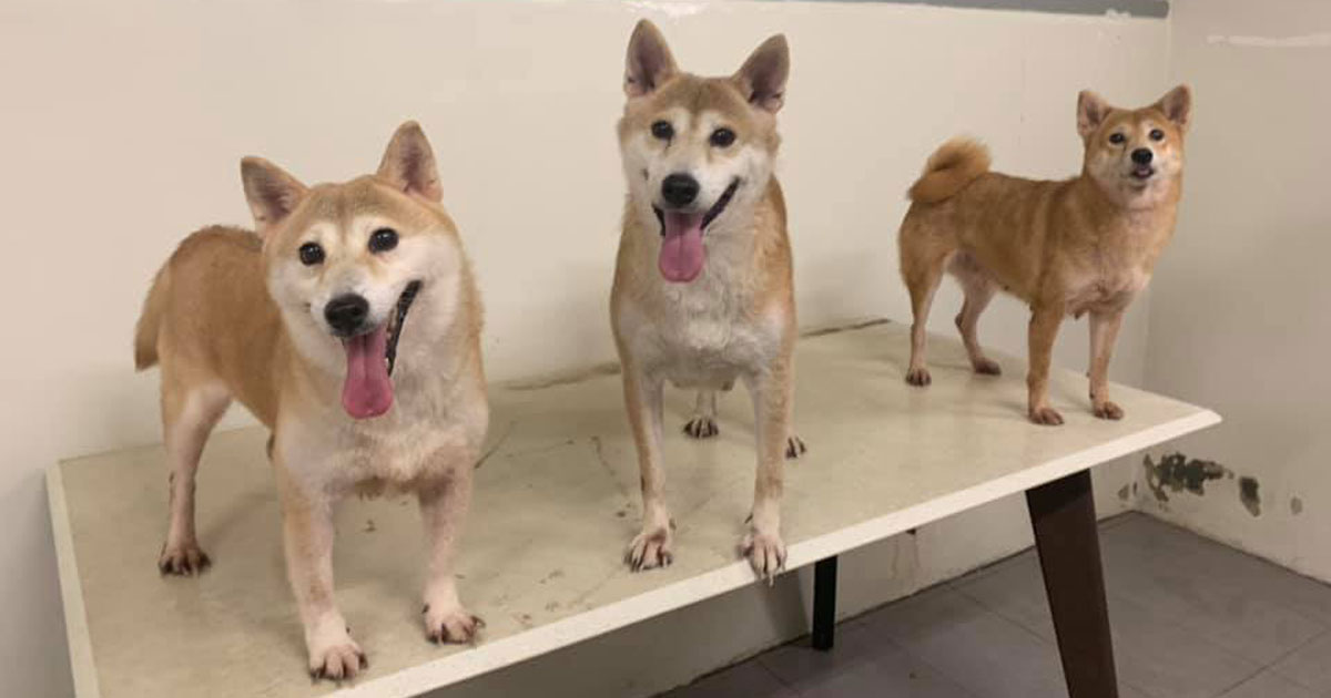 3 Shiba Inu dogs up for adoption in S 