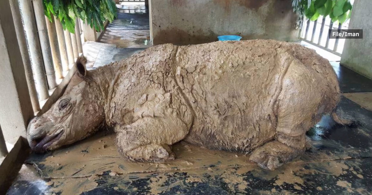 M Sia S Last Female Sumatran Rhino Dies Species Now Extinct In Country Mothership Sg News From Singapore Asia And Around The World